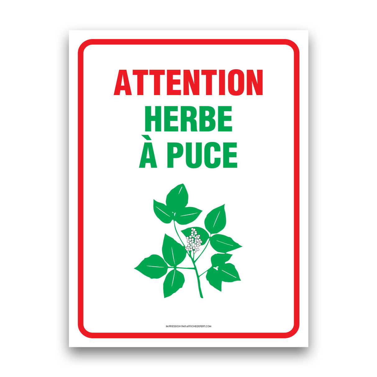 Attention à l'herbe à puce