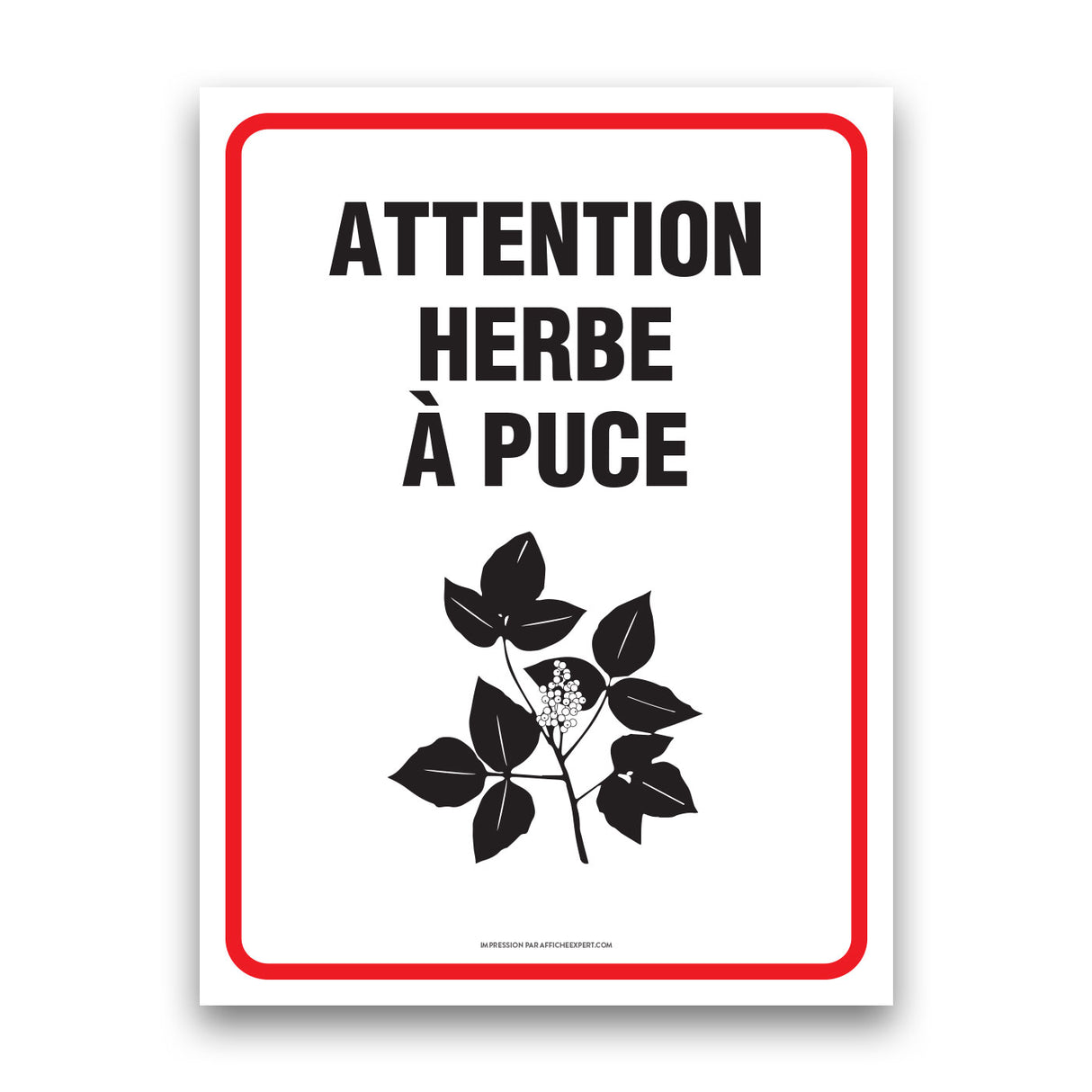 Attention herbe à puce