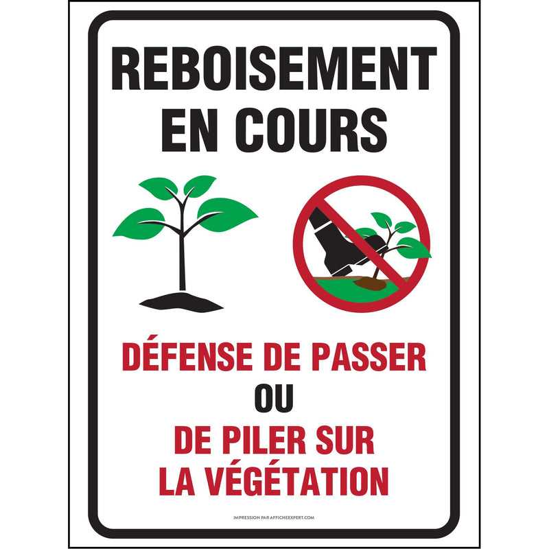 Reboisement en cours